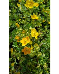 Potentilla fruticosa 'Tangerine' / Potentille orange puis jaune