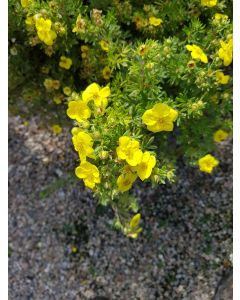 Potentilla fruticosa 'Goldfinger' / Potentille arbustive jaune