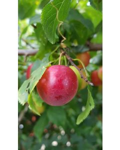 Prunus cerasifera 'Myrobolana' (De semis) / Prunier Myrobolan