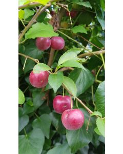 Prunus domestica (De semis) / Prunier commun