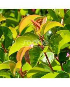 Prunus arizonica TICO® 'Ybrazo01' / Laurier du Portugal 