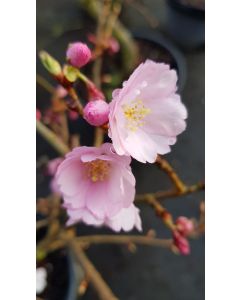 Prunus x 'Accolade' / Cerisier du Japon
