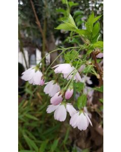 Prunus incisa 'Midori-Zakura' / Cerisier à fleurs du Japon nain