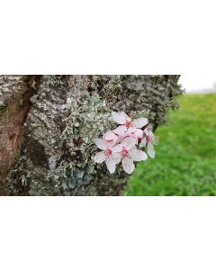 Prunus cerasifera 'PIssardii Nigra' / Prunier pourpre