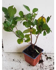 Prunus cerasus 'Oblacinska' / Griotte noire