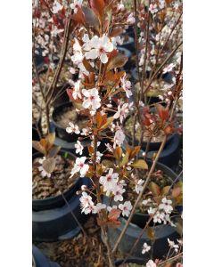 Prunus x cistena / Prunier des sables