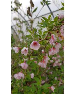 Prunus incisa 'Kojo No Mai'  / à fleurs du Japon nain