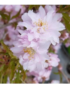 Prunus incisa 'Mikinori'  / Cerisier à fleurs du Japon nain