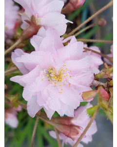 Prunus incisa 'Oshidori' / Cerisier à fleurs du Japon nain