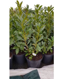 Prunus laurocerasus 'Greentorch' / Laurier palme