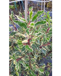 Prunus lusitanica 'Variegata' / Laurier du Portugal panaché