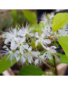 Prunus maackii 'Amber Beauty' (De greffe) / Cerisier de Mandchourie