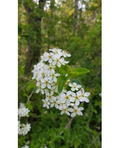 Prunus mahaleb (De semis) / Cerisier de Sainte-Lucie