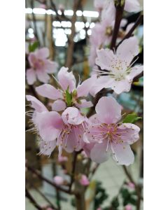 Prunus persica MONTCLAR® 'Chanturgue' (De Semis) / Pêcher Franc