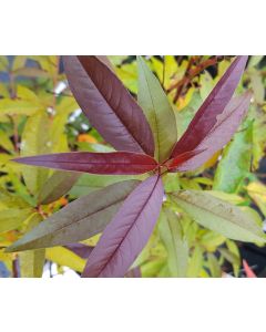 Prunus persica 'Rubira' (De Semis) / Pêcher pourpre