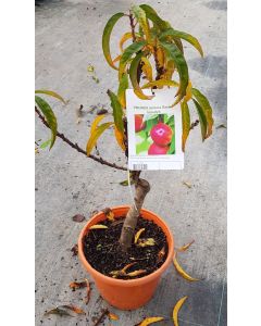 Prunus persica var nucipersica Garden Beauty® / Brugnon Nain Garden Beauty®