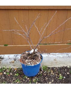 Prunus avium CHERRY BABY® 'Porthos' / Cerisier nain 