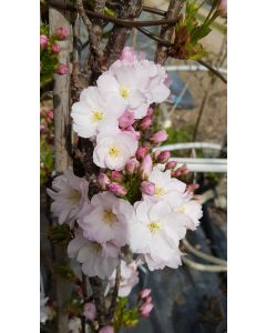 Prunus serrulata 'Amanogawa' / Cerisier du Japon colonnaire