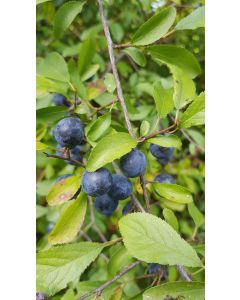 Prunus spinosa (De semis) / Prunelier