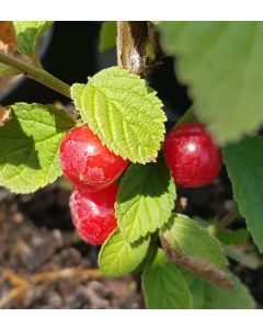 Prunus tomentosa / Ragouminier