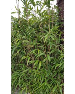 Pseudosasa japonica / Bambou Métaké