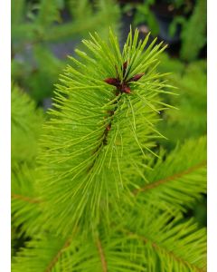 Pseudotsuga menziesii / Pin de Douglas