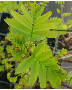 Pterocarya stenoptera  / Ptérocaryer de Chine