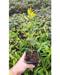 Punica granatum 'Aperonski Krasnyi' / Grenadier à fruit