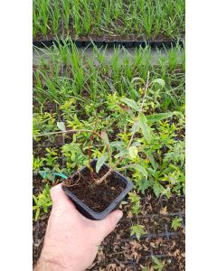 Punica granatum 'Baku' / Grenadier à fruit