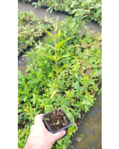 Punica granatum 'Belbek' / Grenadier à fruit