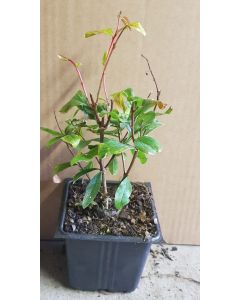 Punica granatum 'Fina Tendral' / Grand grenadier à fruit