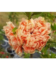 Punica granatum 'Legrelliae' / Grand grenadier à fleurs