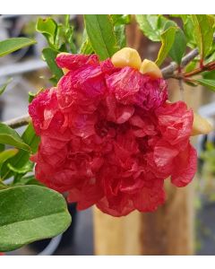 Punica granatum 'Maxima Rubra' / Grand grenadier à fleurs