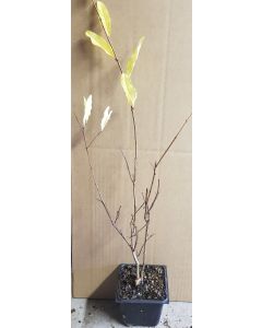 Punica granatum 'Mollar de Elche' / Grand grenadier à fruit