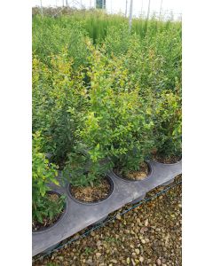 Punica granatum 'Parfianca' / Grand grenadier à fruit