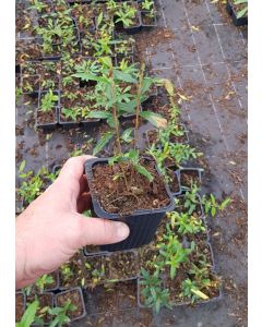 Punica granatum 'Parfianca' / Grand grenadier à fruit