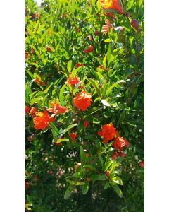 Punica granatum 'Chico' / Grenadier nain à fleurs