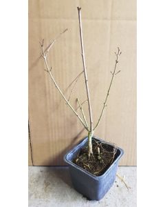 Punica granatum 'Teheran' / Grenadier à fruit