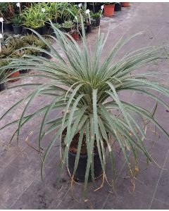 Puya chilensis / Broméliacée du Chili
