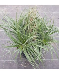 Puya coerula Var. Violacea / Puya Violet