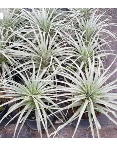 Puya raimondii / Broméliacée des Andes