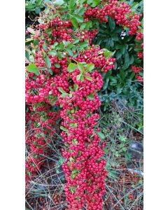 Pyracantha coccinea 'Red Column' / Buisson ardent rouge