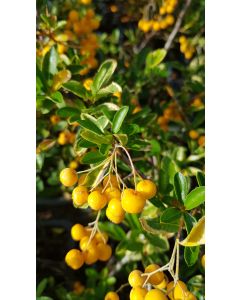 Pyracantha coccinea 'Golden Glow' / Buisson ardent jaune
