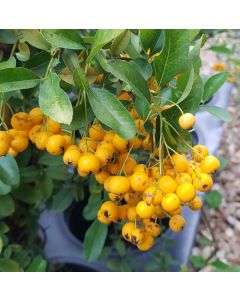 Pyracantha x 'Soleil d'or' / Buisson ardent jaune