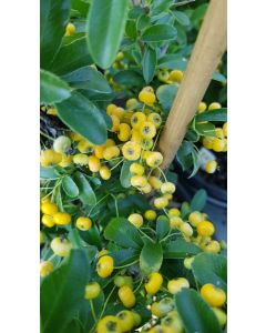Pyracantha SAPHYR JAUNE ® 'Cadaune' / Buisson ardent jaune