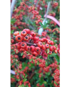 Pyracantha SAPHYR ROUGE ® 'Cadrou' / Buisson ardent rouge