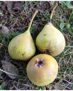 Pyrus calleryana (Semis) / Poirier de Chine