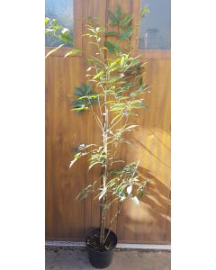 Quercus glauca / Chêne bleu du Japon