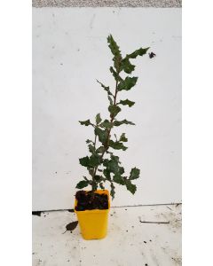 Quercus Ilex (semis) / Chêne vert