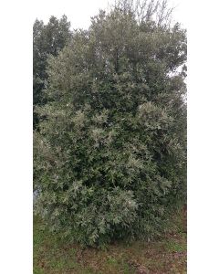 Quercus ilex subsp. rotundifolia (semis) / Chêne à glands doux